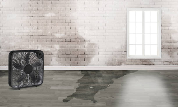 Best Flood damage cleanup  in Hurley, NM